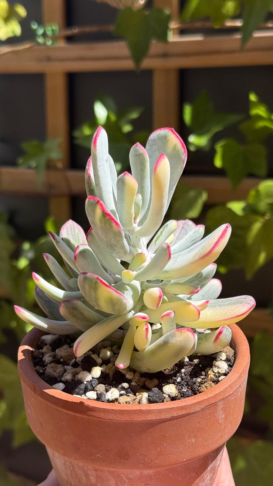 Cotyledon Orbiculata Variegata Flanaganii de la colección de Sandra