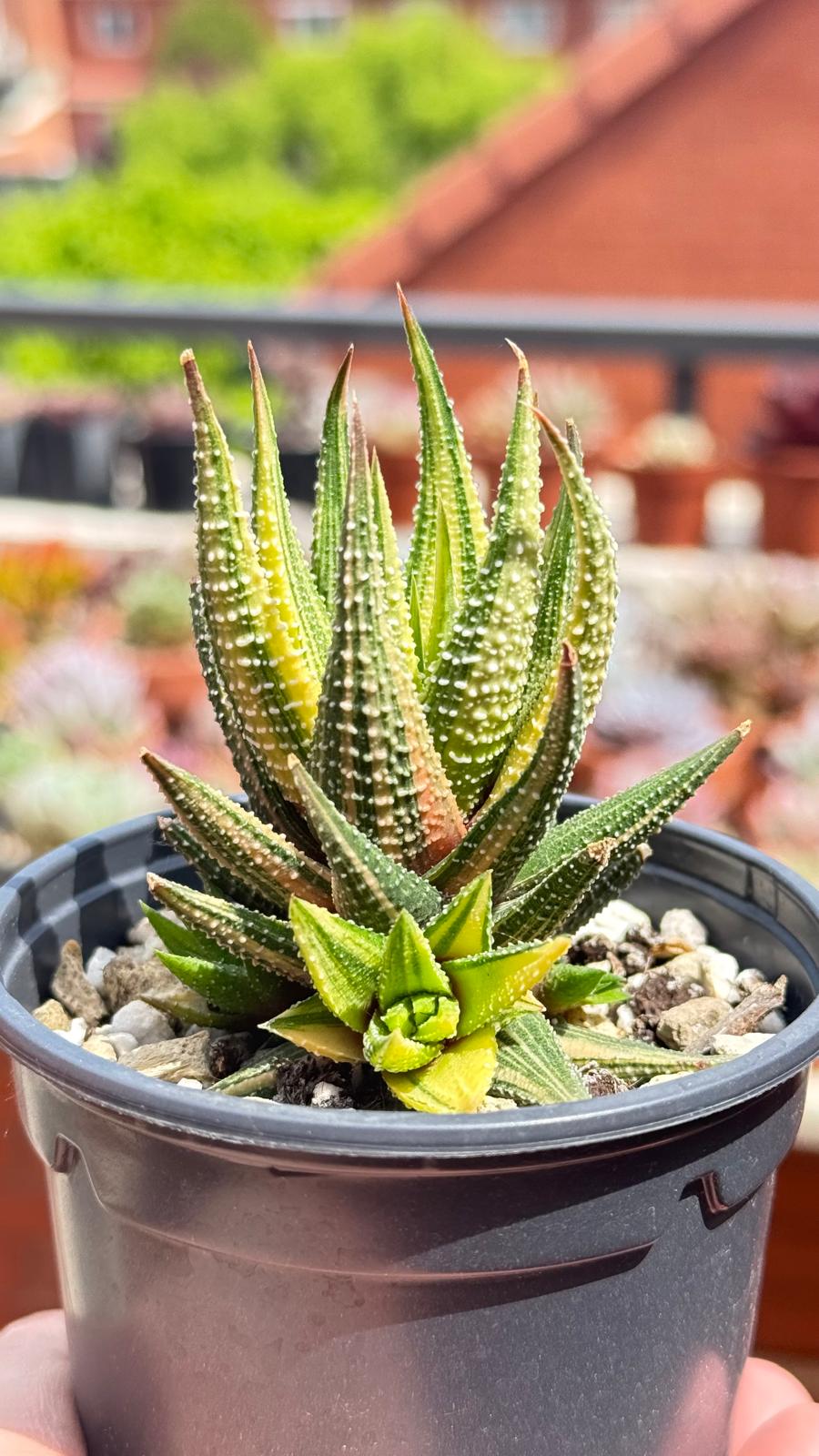 Haworthia Attenuata Variegata de la colección de Sandra