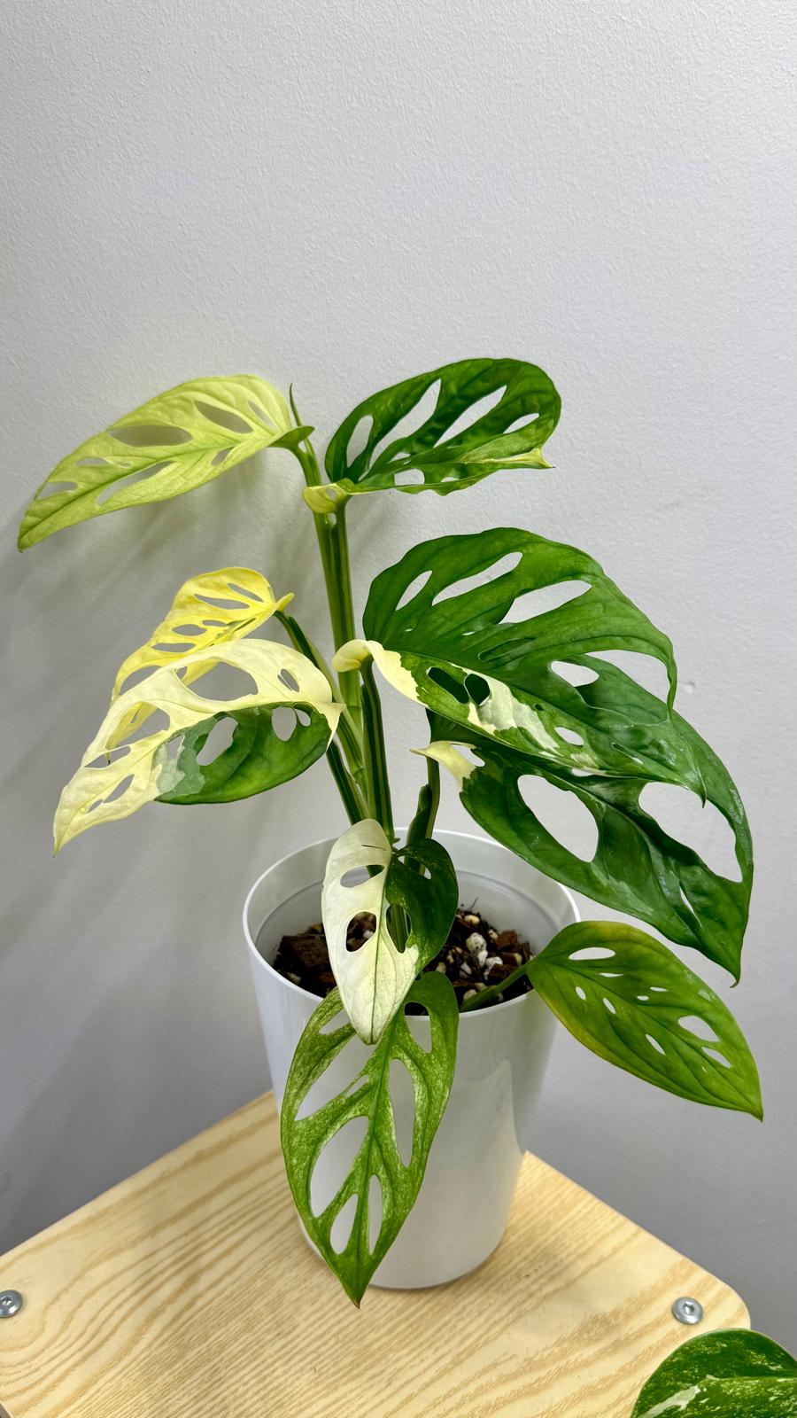 Monstera Adansonii Variegada de la colección de Sandra