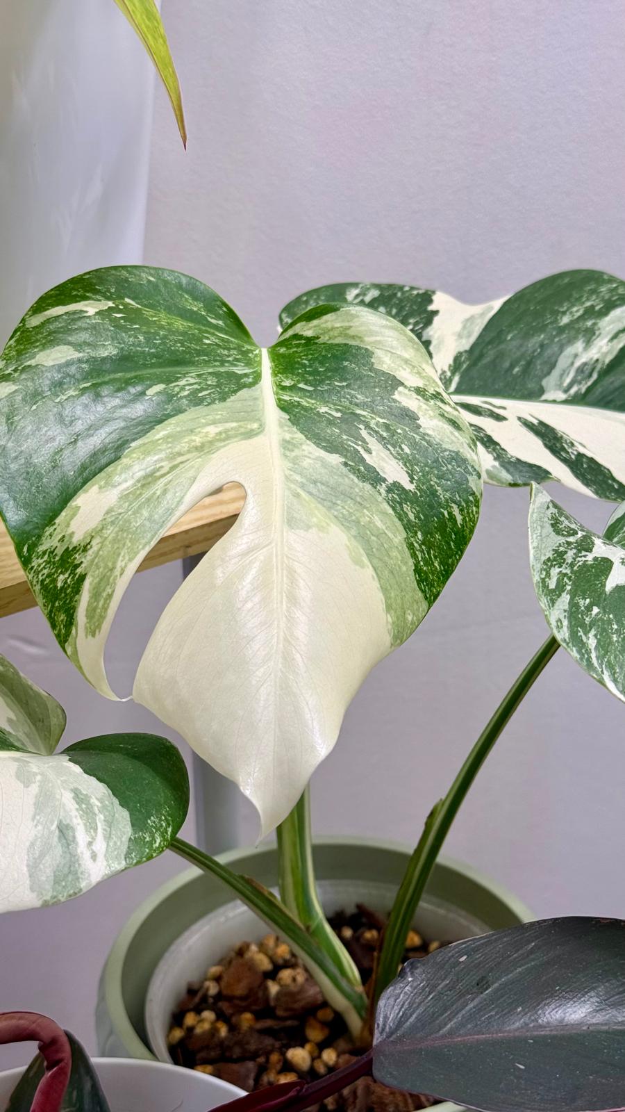 Monstera Albo Variegada de la colección de Sandra