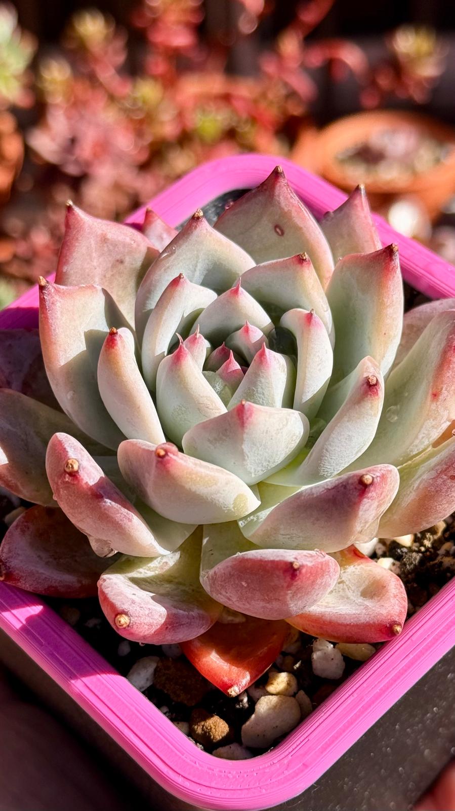 Echeveria Colorata Roof de la colección de Sandra