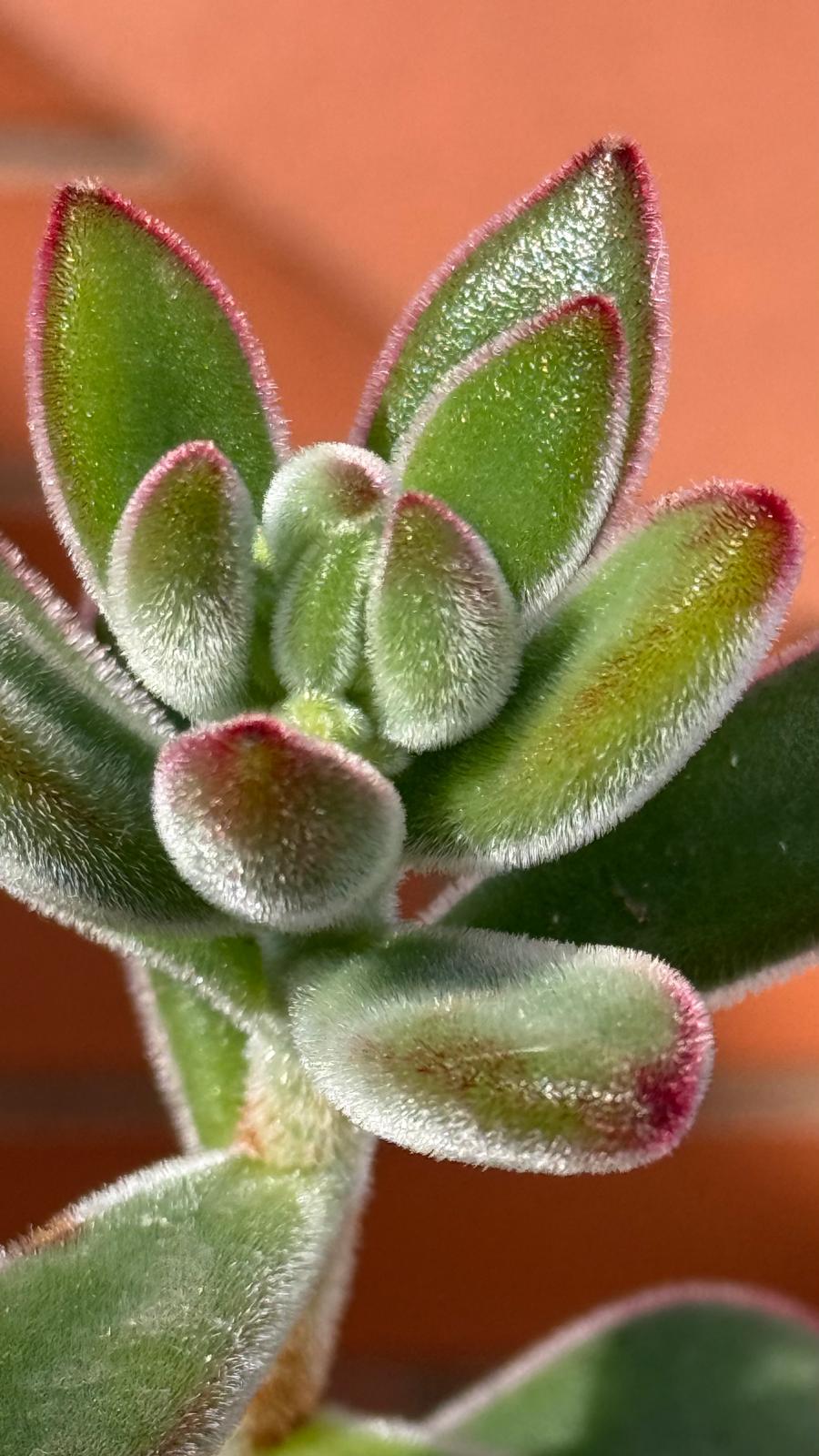 Echeveria Pulvinata Rubi de la colección de Sandra