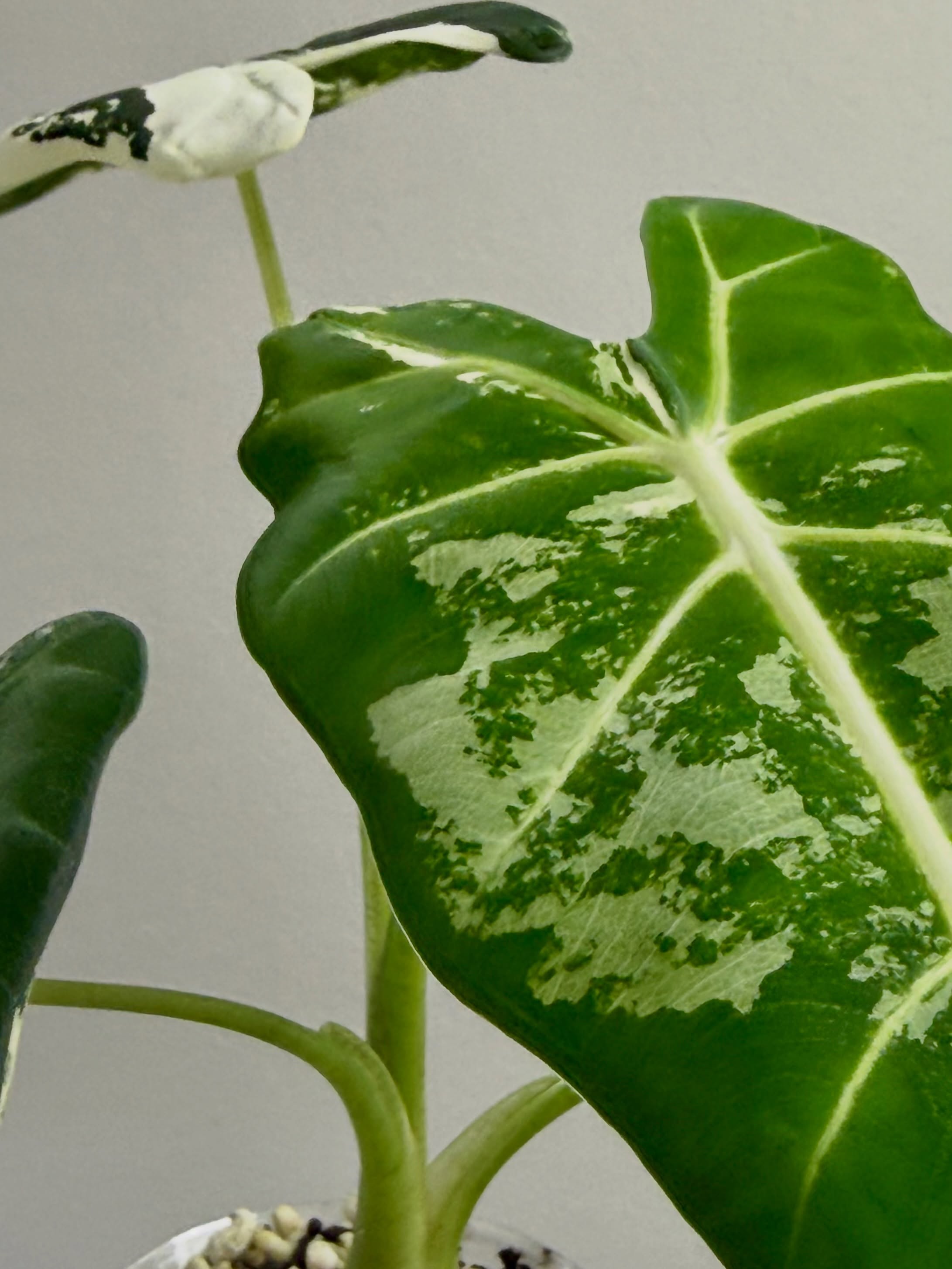 Alocasia Frydek Variegata de la colección de Sandra