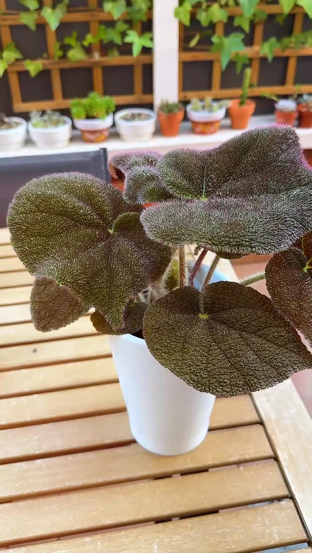 Begonia Masoniana River de la colección de Sandra