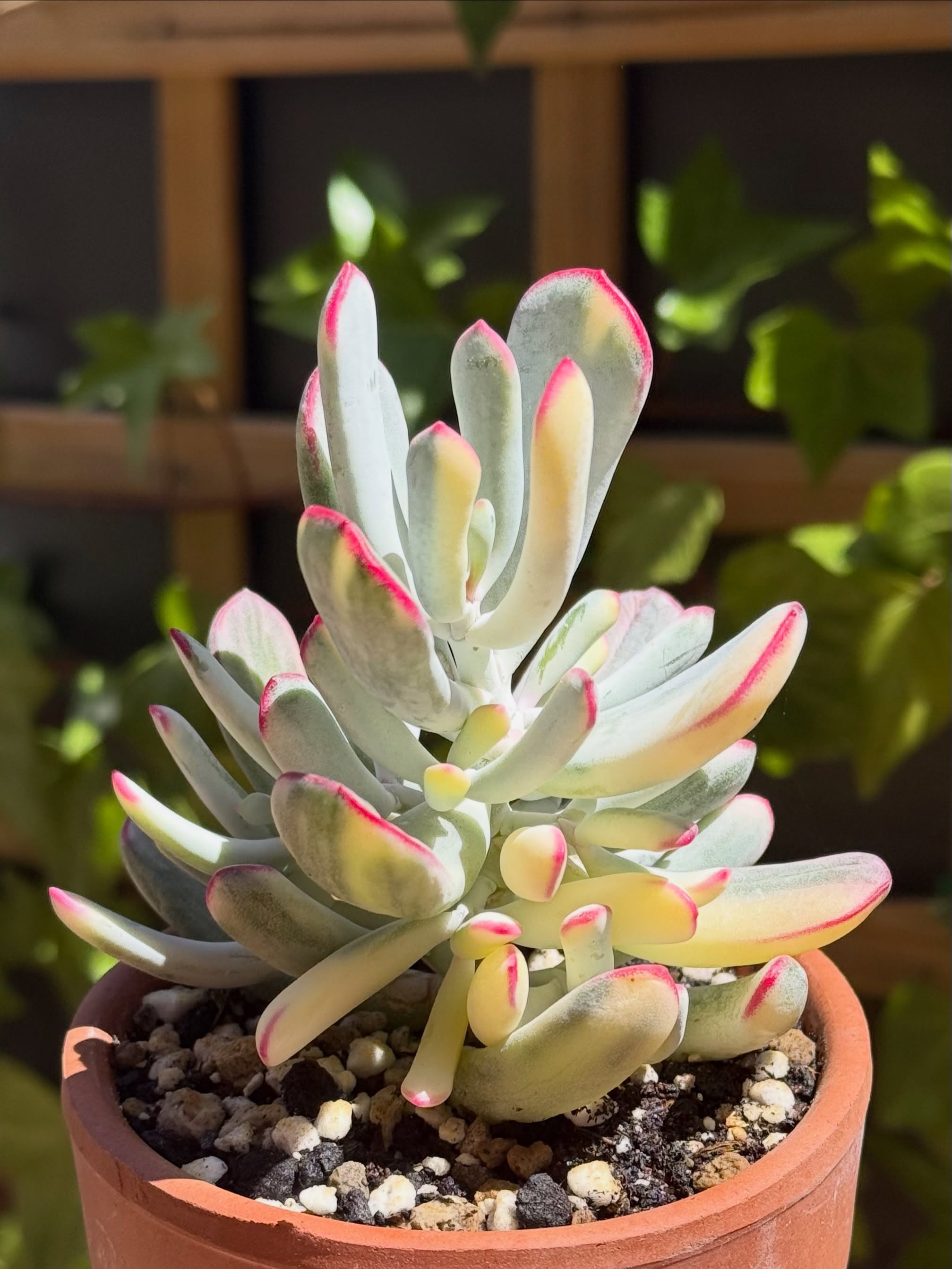 Cotyledon Orbiculata Var. Flanaganii de la colección de Sandra